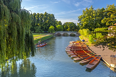 Punts on The Backs, River Cam, Cambridge, Cambridgeshire, England, United Kingdom, Europe