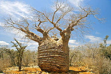 Grandmother Baobab, a giant baobab tree in Tsimanampesotse National Park in southwestern Madagascar, Madagascar, Africa