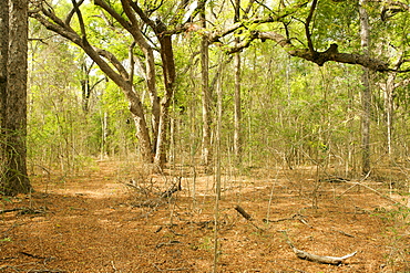 Forests of the Beza Mahafaly Special Reserve in southwestern Madagascar, Madagascar, Africa