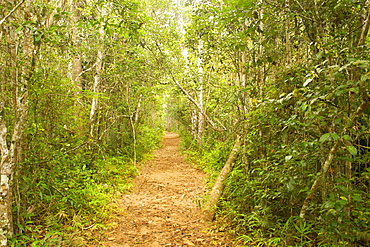 Walking trail through the secondary rainforest in Andasibe-Mantadia National Park in eastern Madagascar, Madagascar, Africa