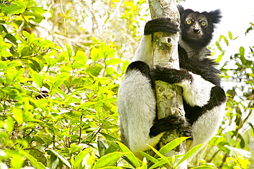 Indri (Indri indri) in the Andasibe-Mantadia National Park in eastern Madagascar, Madagascar, Africa