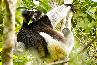 Indri (Indri indri) eating leaf whilst hanging in a tree in the Andasibe-Mantadia National Park in eastern Madagascar, Madagascar, Africa