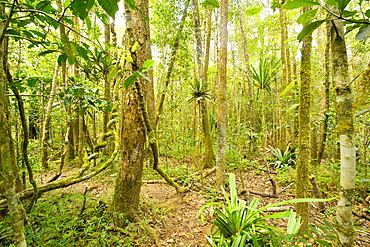 Primary rainforest in the Andasibe-Mantadia National Park in eastern Madagascar, Madagascar, Africa