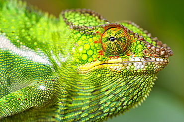 Panther chameleon (Furcifer pardalis) in eastern Madagascar, Madagascar, Africa