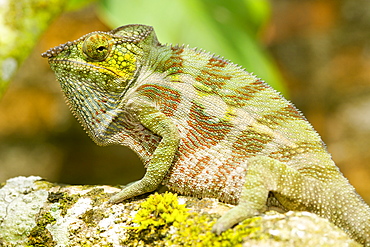 Panther chameleon (Furcifer pardalis) in eastern Madagascar, Madagascar, Africa