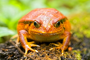 Tomato frog (Dyscophus antongilii) in eastern Madagascar, Madagascar, Africa