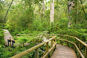 The Garden of Eden forest walk in the Tsitsikamma forest near Plettenberg Bay on the Garden Route, Western Cape, South Africa, Africa