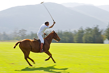 Practising polo on the Kurland estate in Plettenberg Bay on the Garden Route, Western Cape, South Africa, Africa