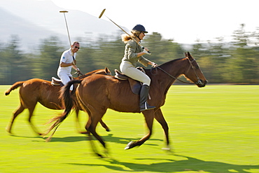 Practising polo on the Kurland estate in Plettenberg Bay on the Garden Route, Western Cape, South Africa, Africa