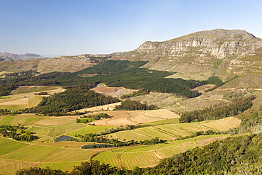 Aerial view of Constantia and Tokai vineyards on the slopes of Elephant's Eye mountain in Cape Town, South Africa, Africa