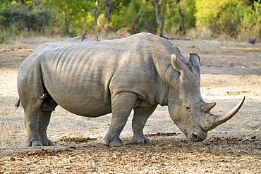 White Rhinoceros (Ceratotherium simum) at the andBeyond Ngala Lodge, South Africa, Africa