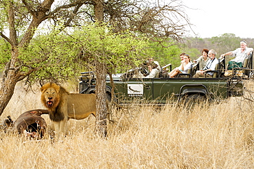 Male lion (panthera leo) with a buffalo carcass watched by tourists at the andBeyond Ngala Lodge in the Kruger Park area, South Africa, Africa