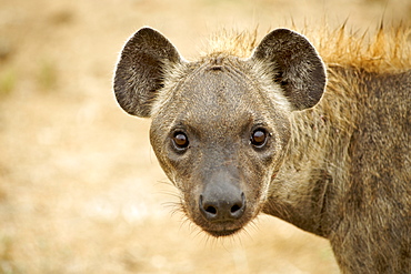 Spotted hyena (laughing hyena) (Crocuta crocuta), Kruger National Park area, South Africa, Africa