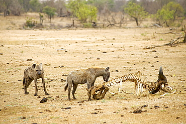 Spotted hyena (laughing hyena) (Crocuta crocuta), at a buffalo carcass at the andBeyond Ngala Lodge in the Kruger Park area, South Africa, Africa