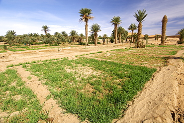 Agricultural fields outside the village of Merzouga on the edge of the Sahara desert in eastern Morocco