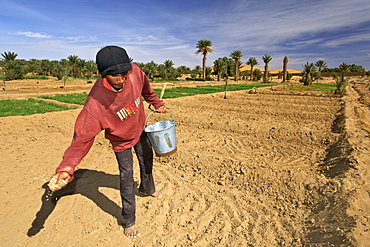 A berber man sowing seeds from a bucket in the plantations of the village of Merzouga on the egde of the Erg Chebbi sand dunes on the periphery of the Sahara desert in eastern Morocco