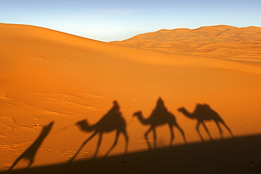 Shadow of a berber man leading three camels though the sand dunes of Erg Chebbi on the periphery of the Sahara desert near Merzouga in eastern Morocco