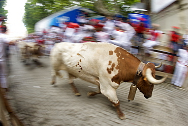 Steers running during the annual festival of San Fermin (The Running of the Bulls) in Pamplona, Navarra, Euskadi, Spain, Europe