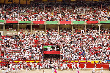 Runners and bulls arriving in the bullring during the festival of San Fermin (The Running of the Bulls) in Pamplona, Navarra, Euskadi, Spain, Europe