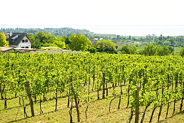 Vineyards on the north shore of Lake Balaton, Hungary, Europe