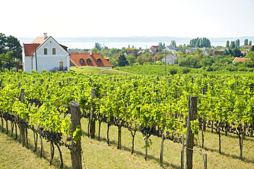 Vineyards on the north shore of Lake Balaton, Hungary, Europe