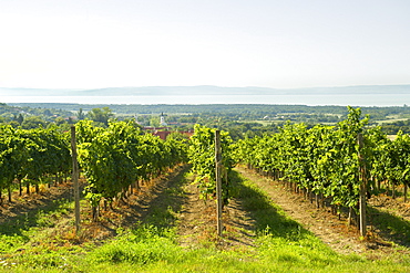 Vineyards of the Dorgicse area near Lake Balaton in Hungary, Europe