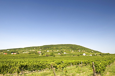 Vineyards of Kaptalantoti near Lake Balaton, Hungary, Europe