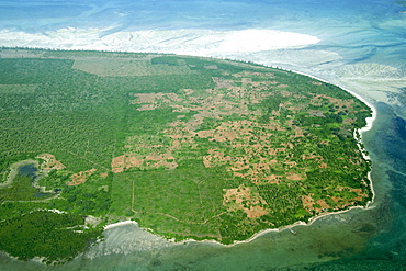 Palm plantation on Quirimba island in the Quirimbas archipelago off the coast of Mozambique, Africa