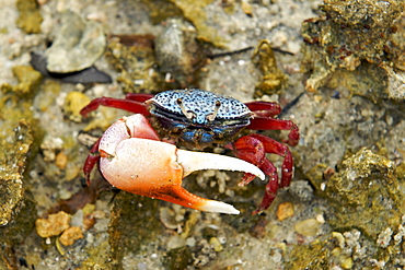 Colourful fiddler crab on Ibo island in the Quirimbas archipelago off the coast of northern Mozambique, Africa