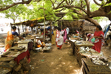 Gingee Salai fish market in Pondicherry India