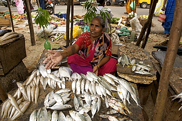 Fish vendor at the Gingee Salai fish market in Pondicherry India