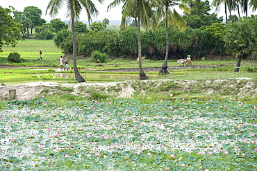 Lotus flowers along the East Coast Road near Pondicherry India