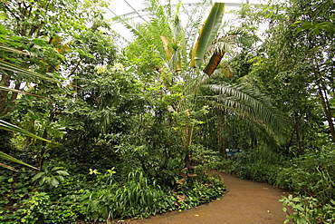 Interior of the Masoala rainforest project which forms part of the Zürich zoo in Switzerland.