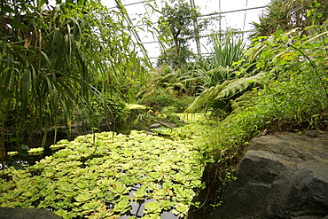 Interior of the Masoala rainforest project which forms part of the Zürich zoo in Switzerland.