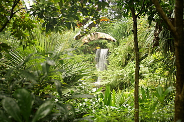 Interior of the Masoala rainforest project which forms part of the Zürich zoo in Switzerland.