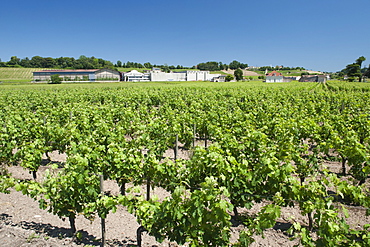 A winery and vineyards in the St.-Emilion region of the Gironde department in Aquitaine, southwestern France, Europe