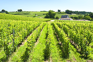 Vineyards of the St.-Emilion region in the Gironde department in Aquitaine, southwestern France, Europe