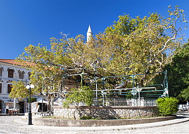 The tree of Hippocrates on the Greek island of Kos, Dodecanese, Greek Islands, Greece, Europe