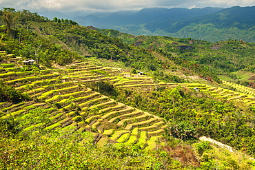 Terraced rice paddies near the town of Ruteng on the island of Flores in Indonesia.