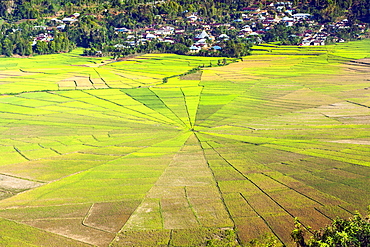 Sawah sarang laba-laba (spider web rice paddies) near Ruteng on Flores island, Indonesia.