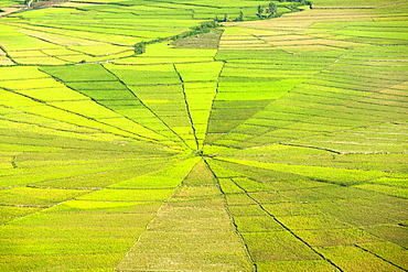 Sawah sarang laba-laba (spider web rice paddies) near Ruteng on Flores island, Indonesia.