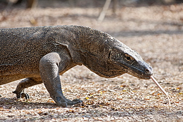 Komodo dragon in the Komodo National Park on Komodo island, East Nusa Tenggara, Indonesia.