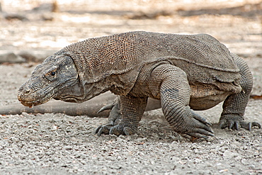 Komodo dragon in the Komodo National Park on Komodo island, East Nusa Tenggara, Indonesia.