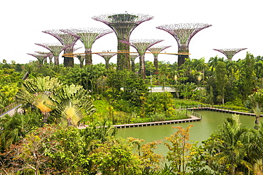 View of Supertree Grove in the Gardens by the Bay park in Singapore.