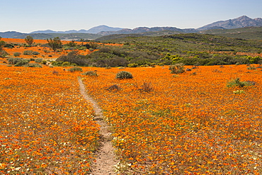 The Korhaan walking trail through fields of flowers in the Namaqua National Park in South Africa.