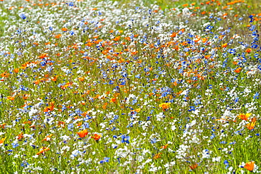 Flowers in the Namaqua National Park in South Africa.