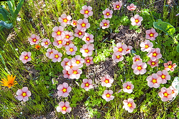 Flowers in the Namaqua National Park in South Africa.