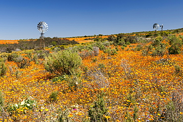 Flowers and windmills in the Namaqua National Park in South Africa.