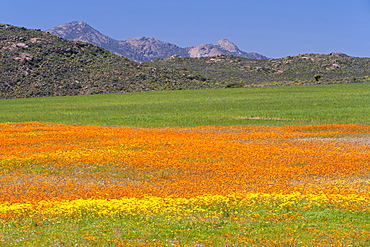 Fields of flowers near the Namaqua National Park in South Africa.