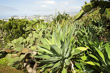 Cacti in the botanical gardens in Funchal Madeira.